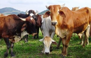Pecuária foi o destaque no agronegócio catarinense em 2024