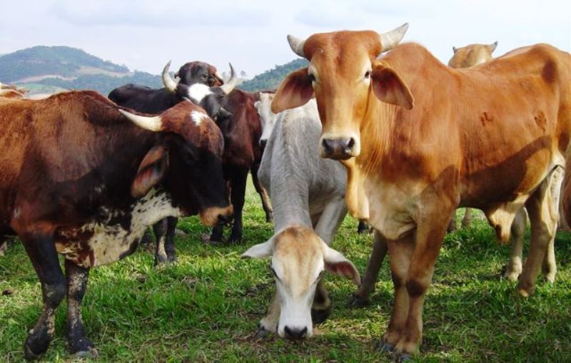 Pecuária foi o destaque no agronegócio catarinense em 2024