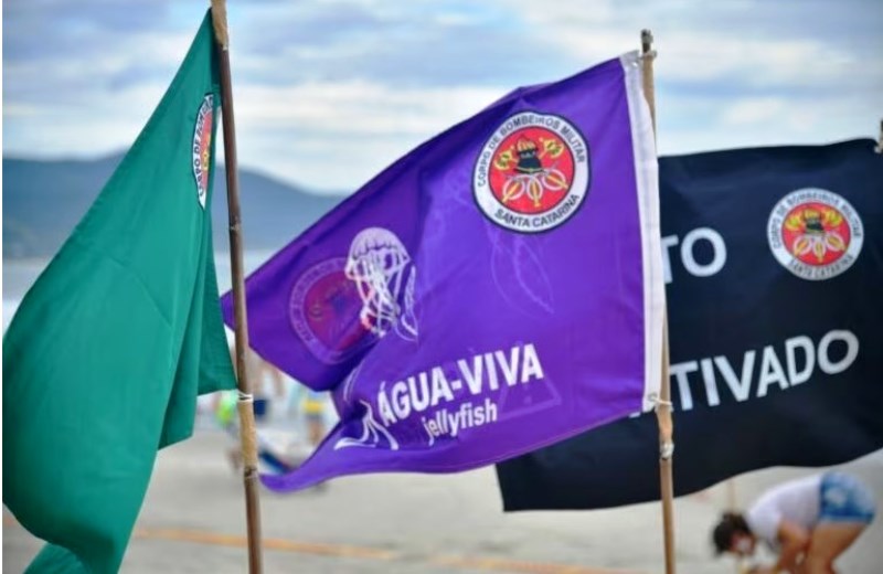 SC registra 5,8 mil ocorrências de lesões por água-viva na última semana