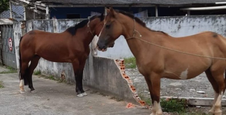 Secretaria de Proteção Animal atua em resgate de cavalos em Navegantes