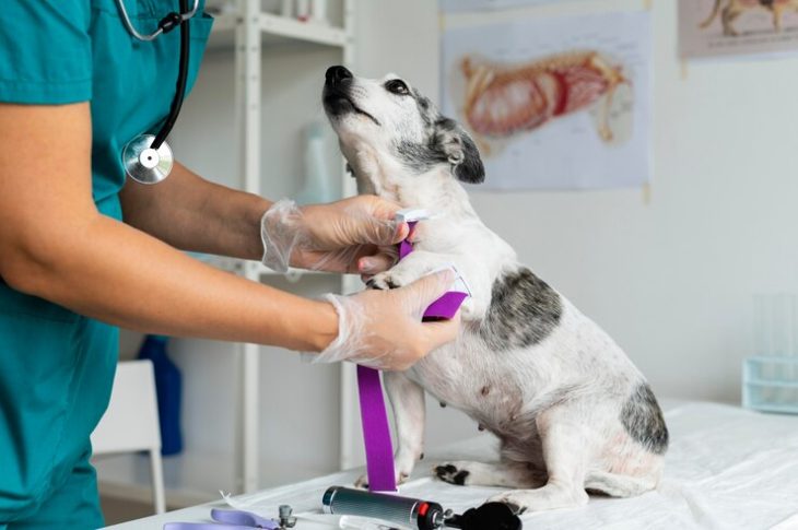 Clínica veterinária é flagrada com medicamentos vencidos e adulterados