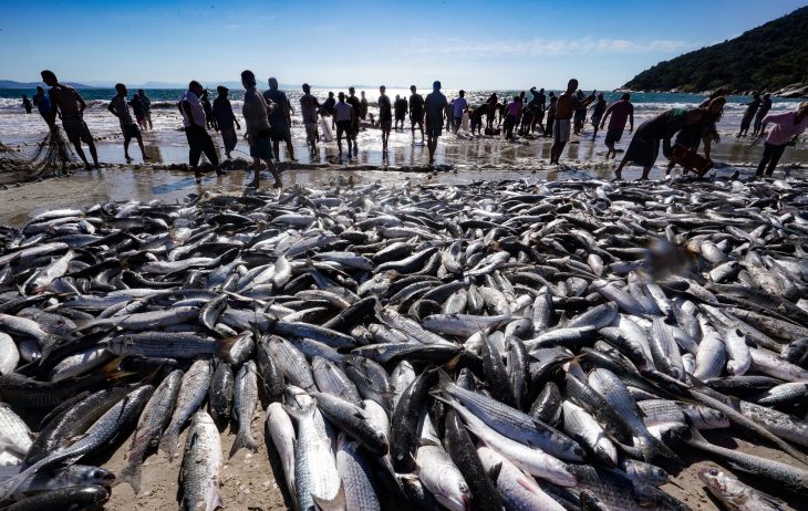 Deputada catarinense quer sustar cota para a pesca da tainha