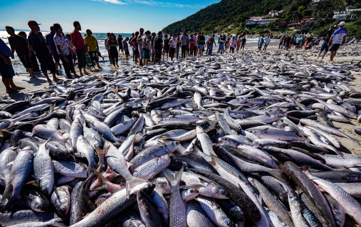 SC protocola ação no STF para derrubar cotas da pesca artesanal da tainha