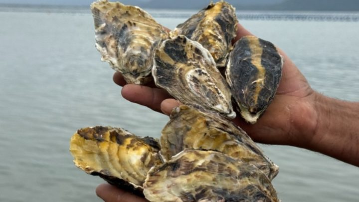Consumo de moluscos bivalves volta a ser liberado em SC
