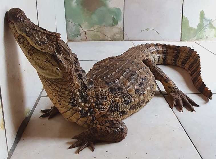 Jacaré do papo amarelo é resgatado e abrigado em parque de Brusque
