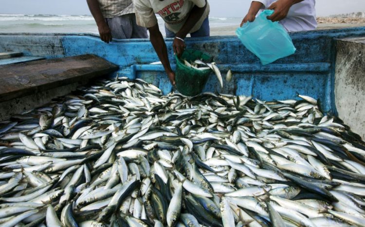 Sindicato pede revisão imediata de decisão que zera impostos da sardinha