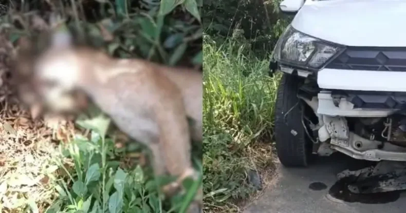 Onça-parda é atropelada ao atravessar rodovia no Norte de SC