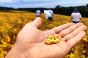 Produção de soja em SC cresceu 275% nos últimos 12 anos