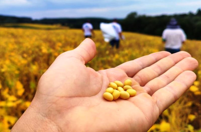 Produção de soja em SC cresceu 275% nos últimos 12 anos
