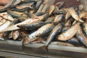 Preço do peixe cai em Itajaí na Semana Santa, aponta pesquisa do Procon