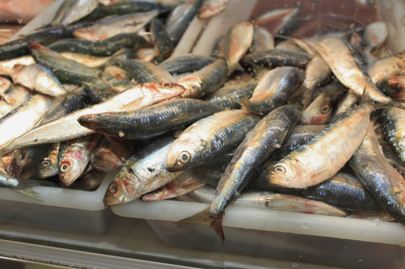 Preço do peixe cai em Itajaí na Semana Santa, aponta pesquisa do Procon