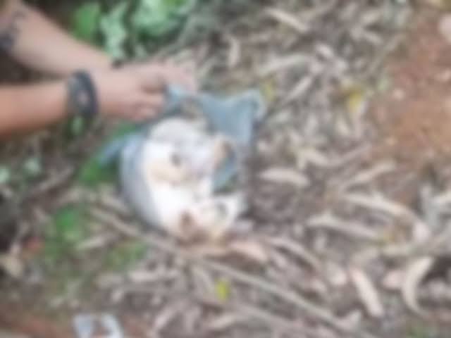 Vídeo: Polícia salva cachorro em sacola após tutor tentar matá-lo