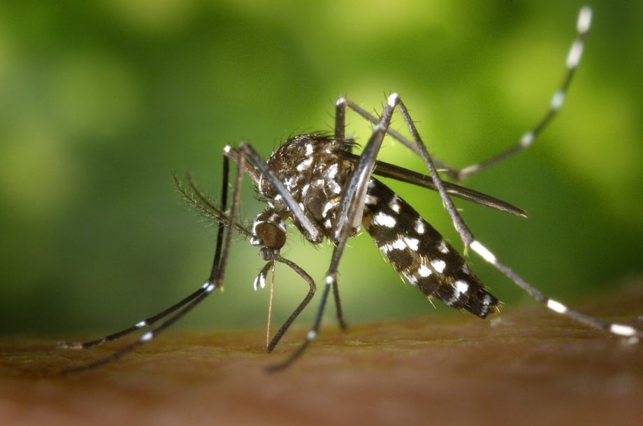 Santa Catarina confirma terceira morte por chikungunya em 2025