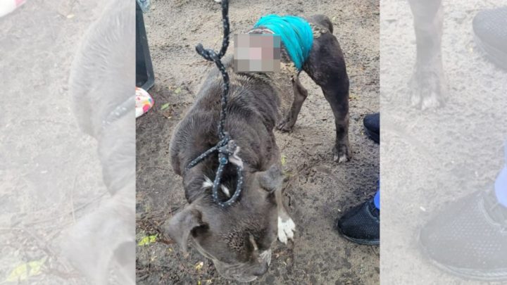 Tutor é preso na Capital após não prover tratamento a cão ferido