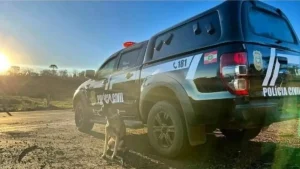 Cachorro encontra drogas escondidas durante operação policial em SC