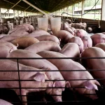 Santa Catarina bate recorde em exportação de carnes