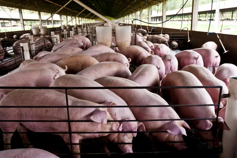 Santa Catarina bate recorde em exportação de carnes