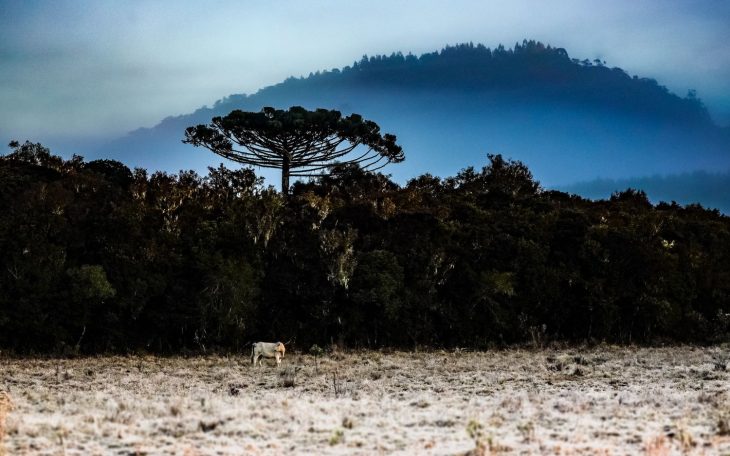 Defesa Civil mantém previsão de frio intenso e neve para Santa Catarina