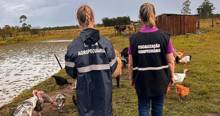 Gripe aviária: trabalhador está em isolamento com sintomas da doença
