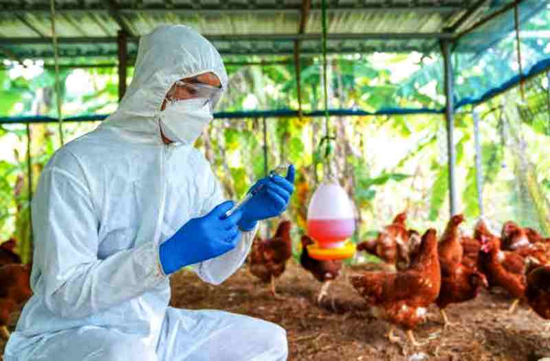 Veterinária alerta para os cuidados com a gripe aviária em Santa Catarina