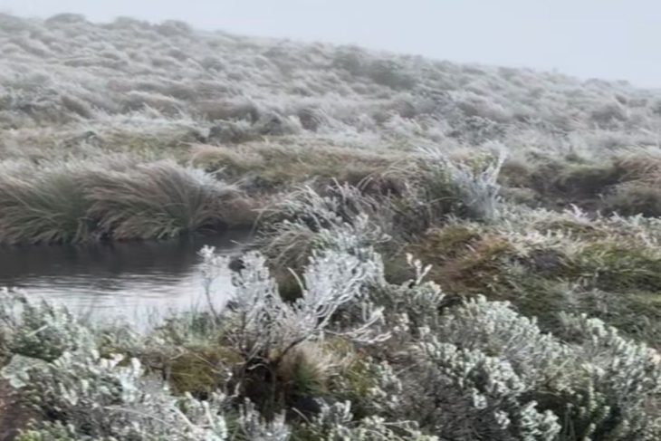 Vídeo: Santa Catarina registra a primeira neve de 2025