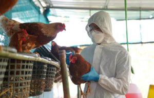 Primeiro foco de gripe aviária é confirmado; saiba risco de contágio