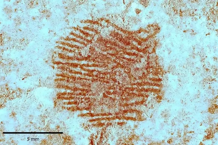 Arqueólogos descobrem impressão digital de 43 mil anos