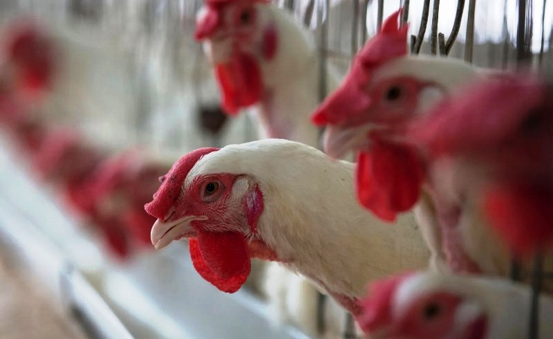 Gripe aviária: Santa Catarina proíbe a entrada de aves criadas no RS
