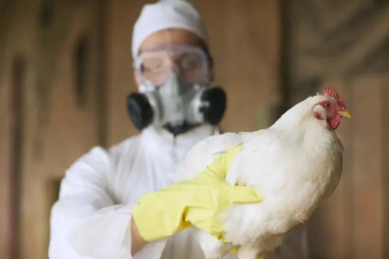 Argentina, China e União Europeia suspendem importações de frango do Brasil