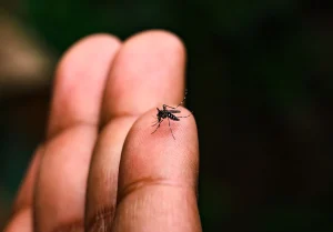 Com novos casos registrados, dengue dispara em Blumenau
