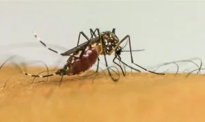 Casos de dengue em SC aumentam 230% em setembro