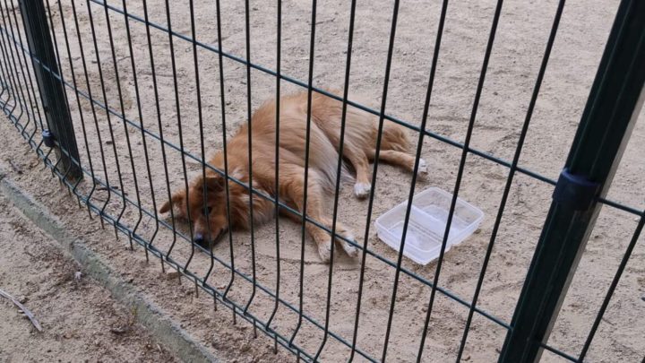 Homem é indiciado após abandonar cadela com tumores em praça