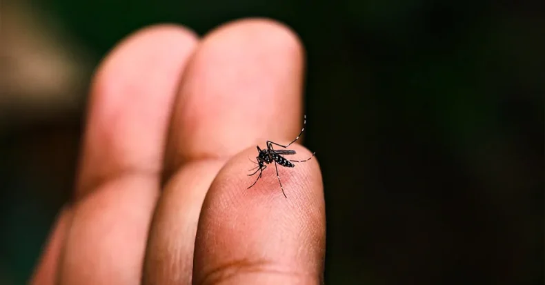 Santa Catarina tem mais de 45 mil focos do mosquito da dengue em 2025