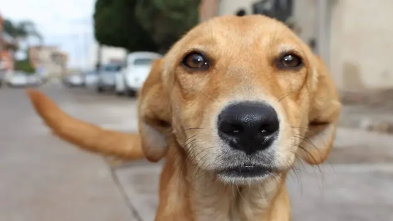 Mapa abre consulta pública sobre genéricos veterinários