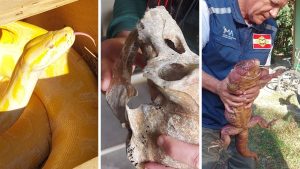 Operação resgata animais silvestres e exóticos de cativeiro ilegal em SC