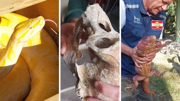 Operação resgata animais silvestres e exóticos de cativeiro ilegal em SC