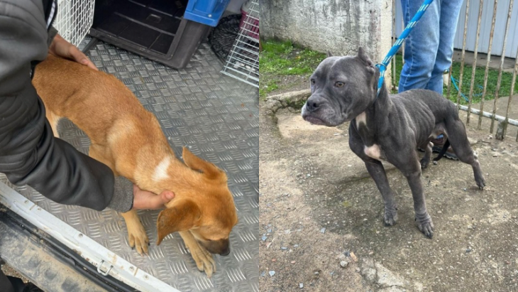 Jovens são presos por maus-tratos a animais e desacato durante fiscalização