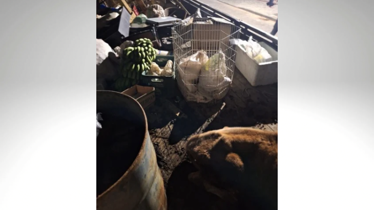 Polícia resgata diversos animais de maus-tratos dentro de caminhão