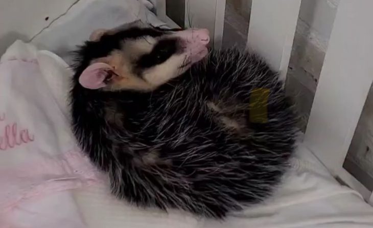 ‘Gambá reborn’ invade creche e é encontrado dormindo em berço