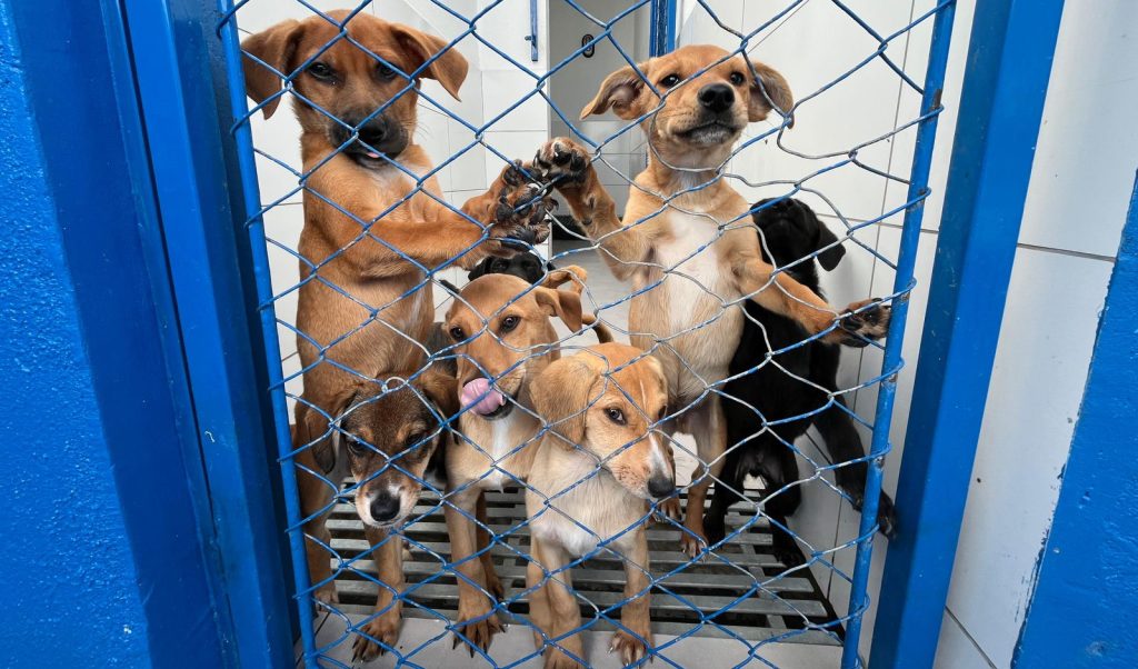 Itapema tem mais de 90 animais disponíveis para adoção