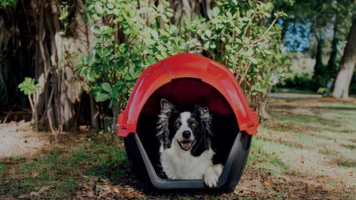 Projeto inovador instala casinhas para cães comunitário