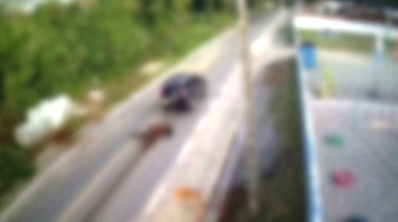 Vídeo de cavalo arrastado pelo asfalto em SC causa comoção nas redes sociais