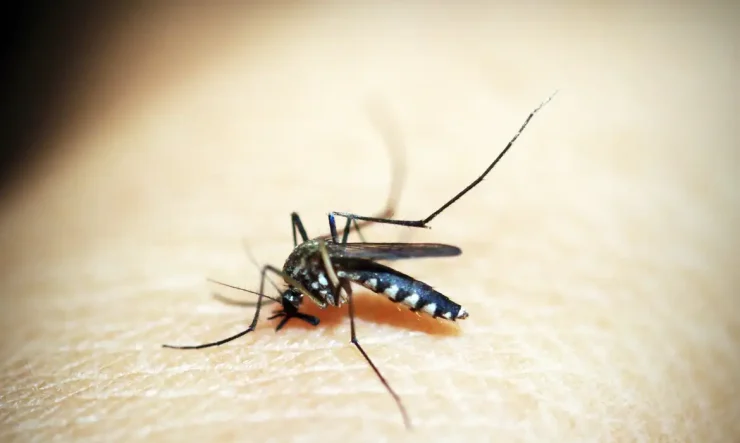 Brusque confirma 14 casos de dengue e investiga 20