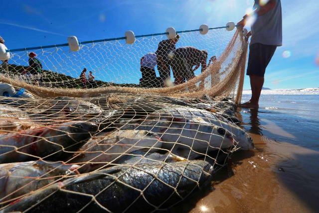 Tramita em Brasília Projeto que suspende cota de pesca de arrasto no litoral de SC