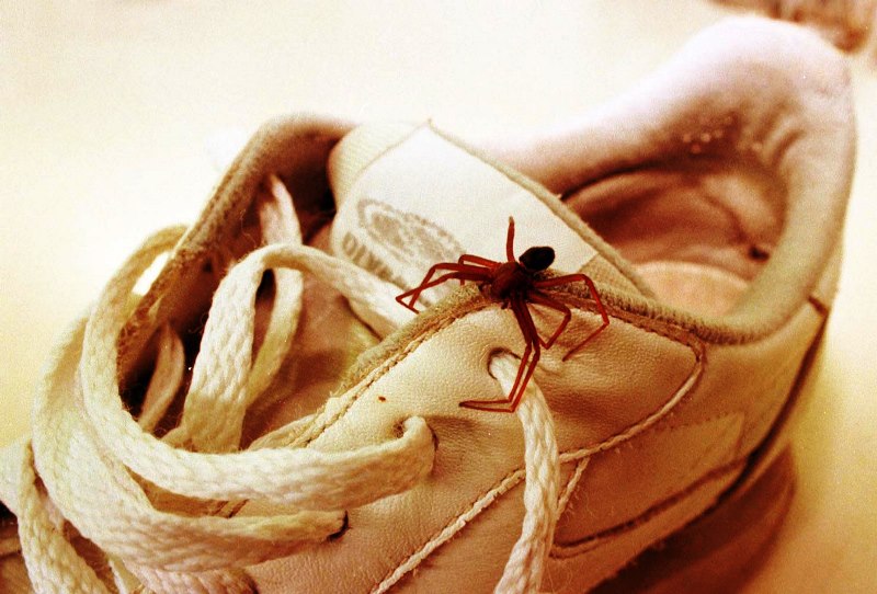 Picada de aranha-marrom leva mulher para hospital em SC