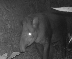 Anta é flagrada por armadilha fotográfica no Norte de SC