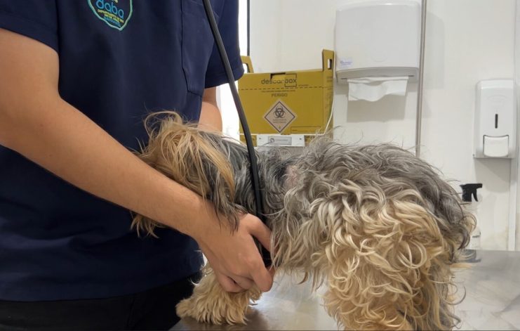 Aberto agendamento para castração pet gratuita em Navegantes