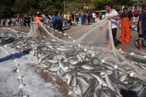 Senado deve votar em agosto suspensão de limite para pesca da tainha