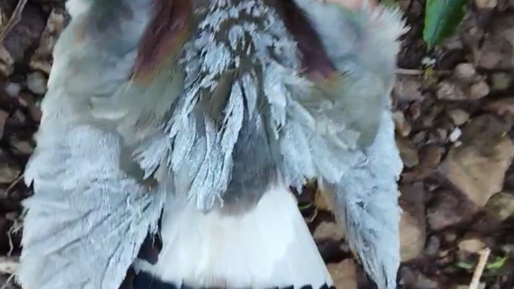 Vídeo: animais sofrem em meio ao frio histórico de SC