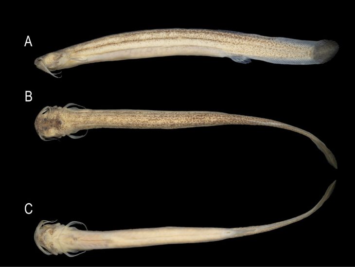 Pesquisadores cariocas encontram nova espécie de peixe no Rio Camboriú